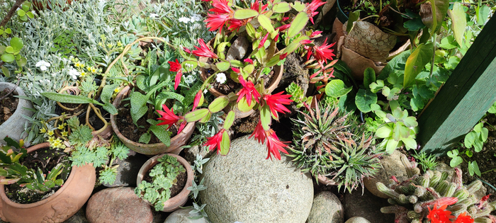 Visite libre du Jardin vagabond, Le jardin vagabond, Autun