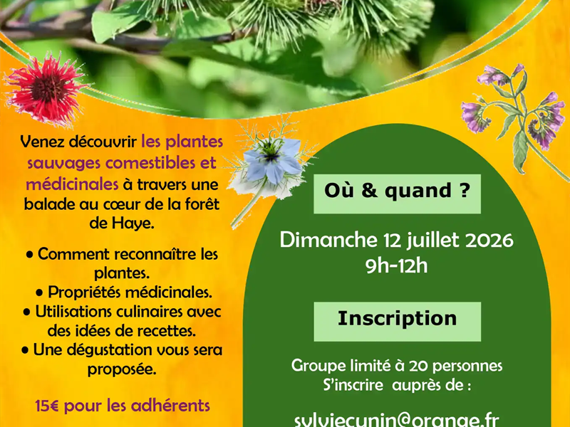 Visite nature Les plantes sauvages comestibles et médicinales Bois-de-Haye