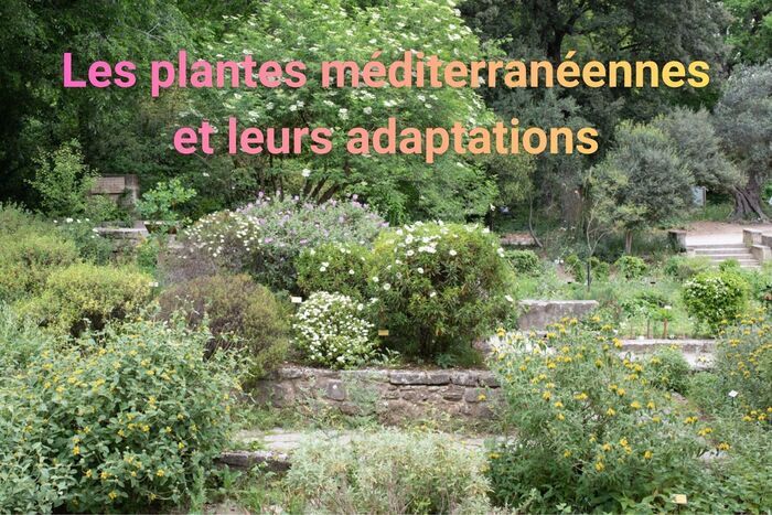 Visite pour les scolaires. Voir c’est comprendre : observons les caractéristiques des plantes méditerranéennes, Jardin des plantes, Montpellier
