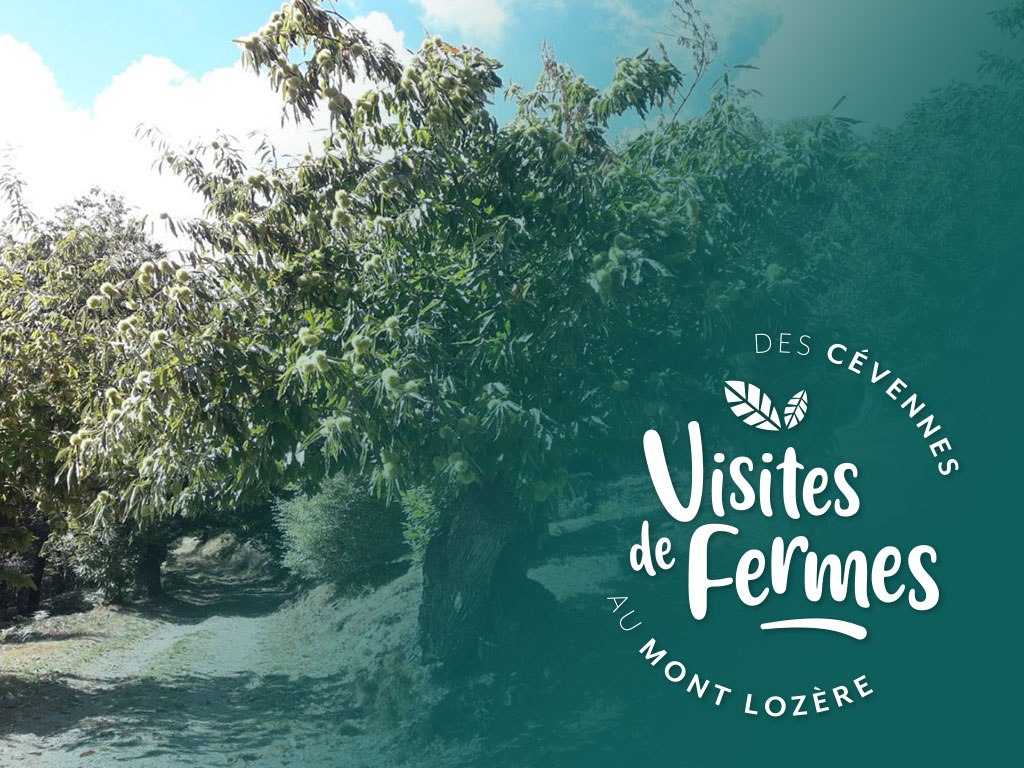 VISITES DE FERMES 2026 LES CHATAIGNERAIES DE MATTHIAS Fontaine Pont de Montvert Sud Mont Lozère 2026-07-17