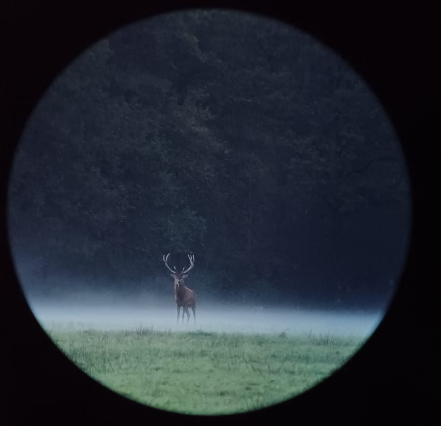 Vivre le brame du cerf Vieilles-Maisons-sur-Joudry