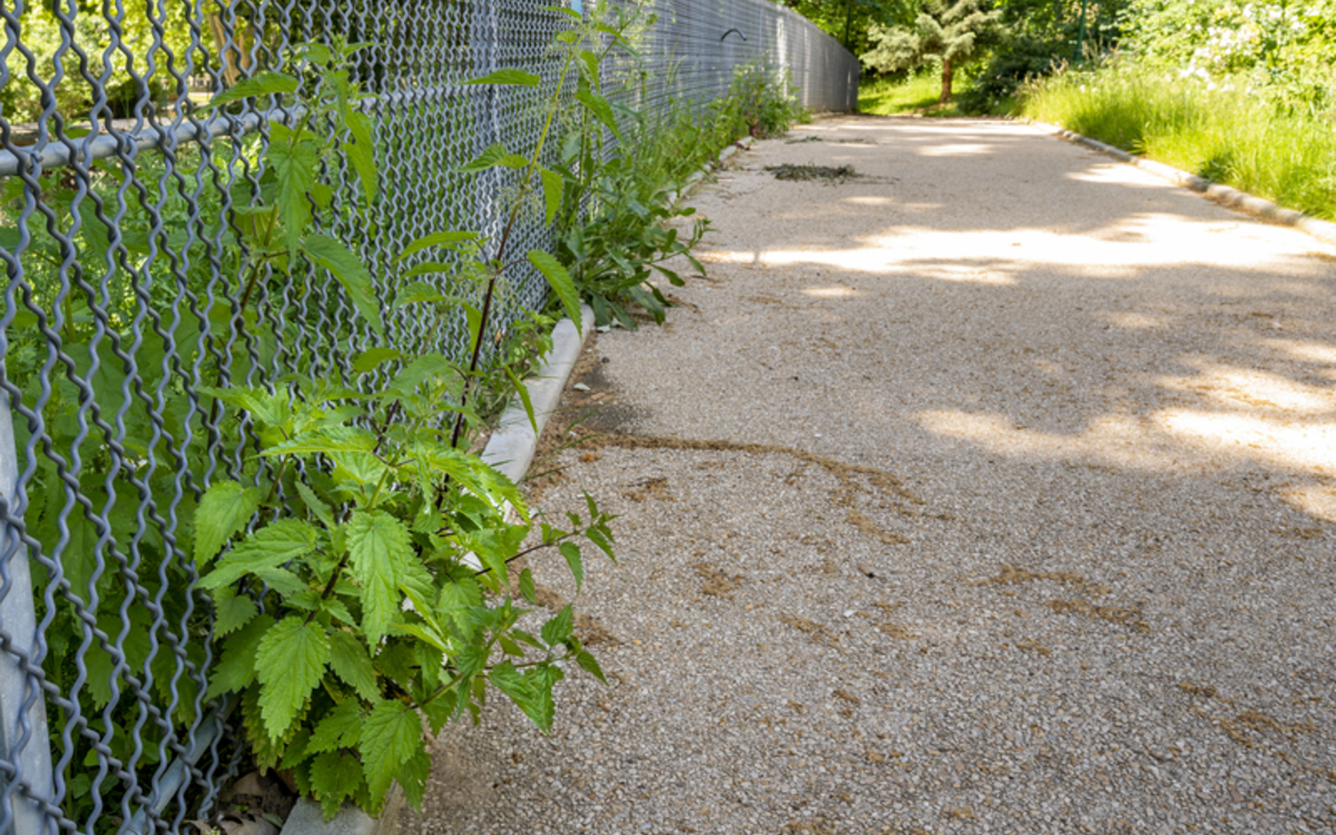 Zoom sur l’ortie Maison Paris Nature Paris