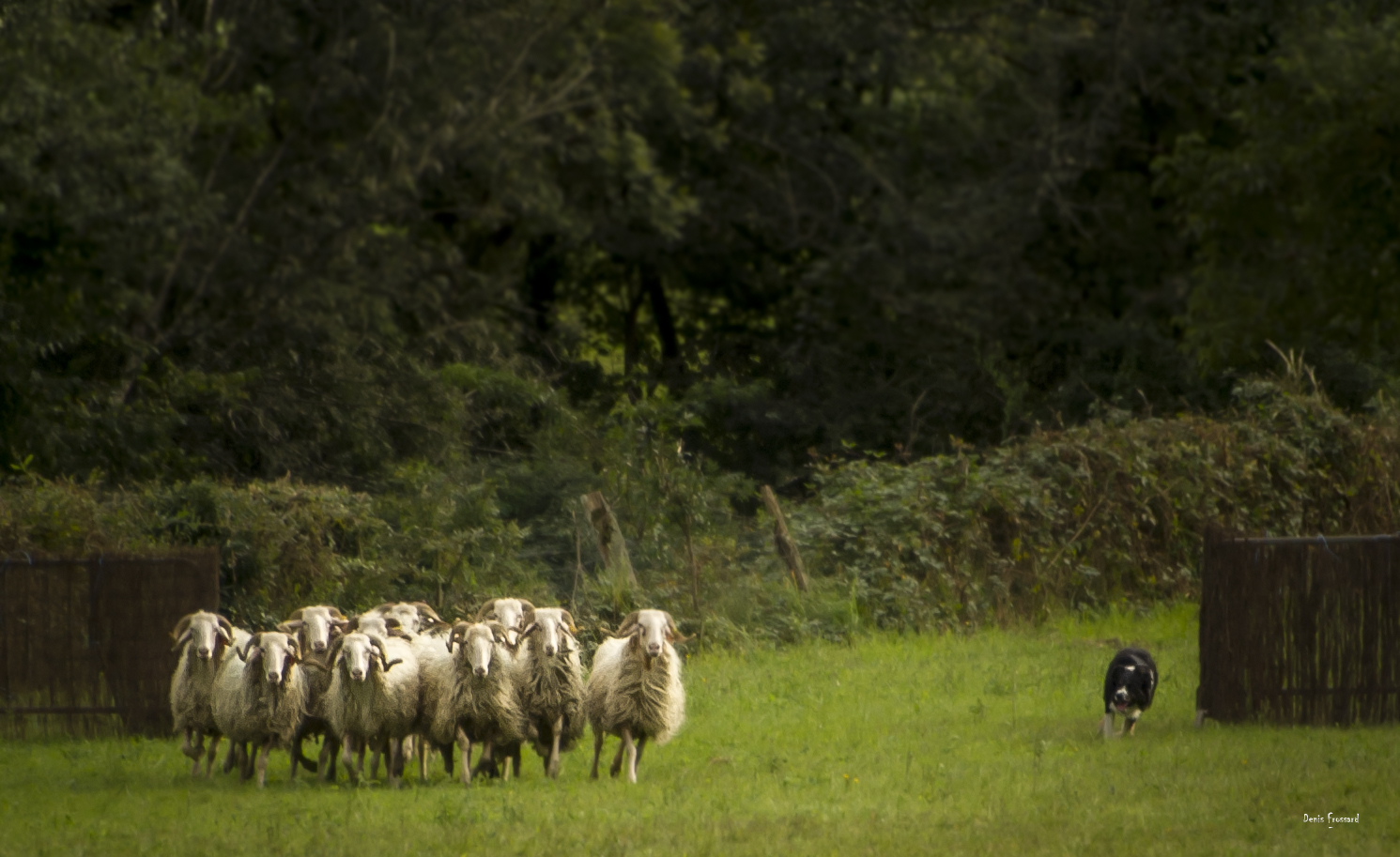 44ème Fête des Bergers Concours qualificatif chiens de bergers