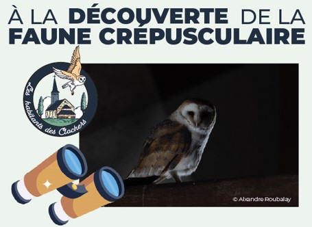 A la découverte de la faune crépusculaire Sully-sur-Loire