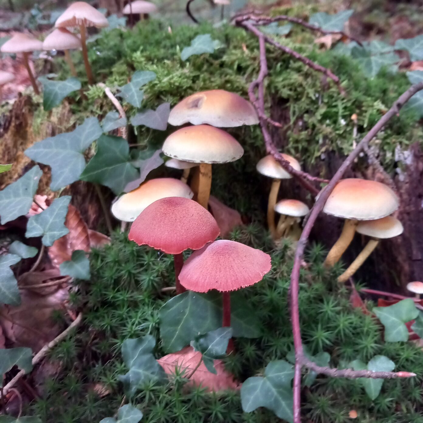 A la découverte des champignons  Saint-Léger-aux-Bois