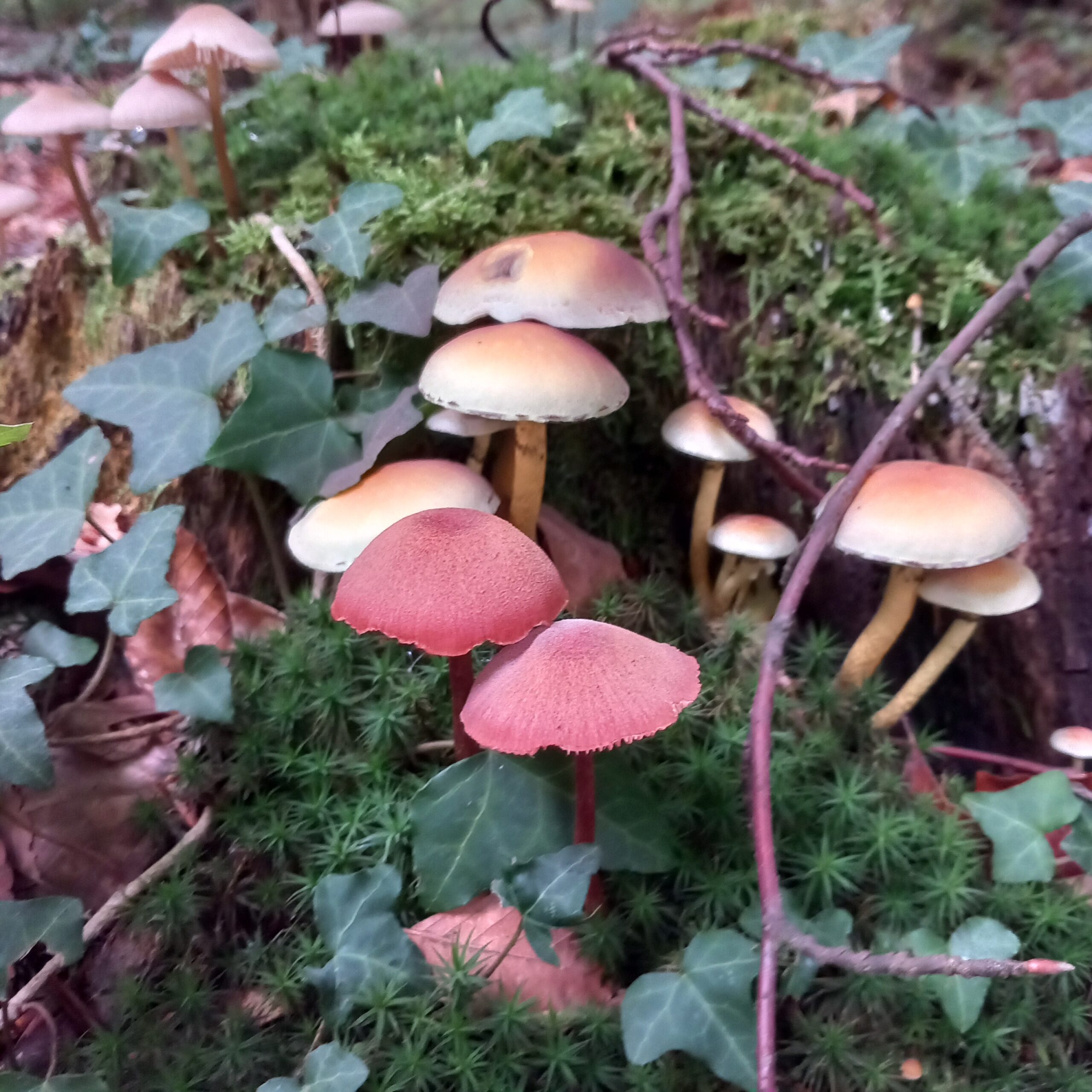 A la découverte des champignons Saint-Léger-aux-Bois 2026-10-18