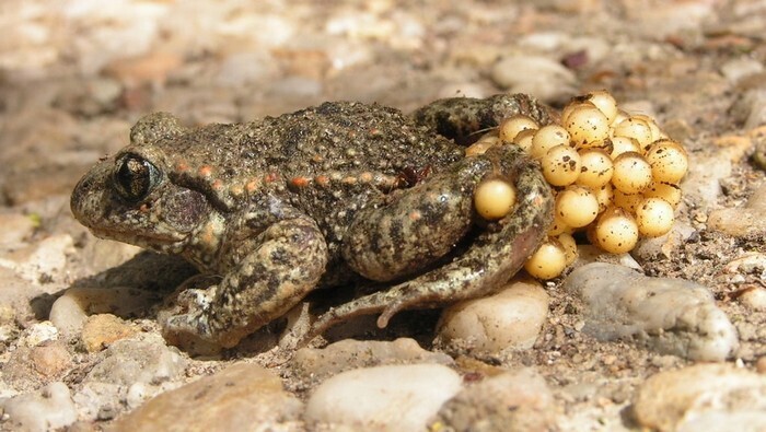 A la découverte du crapaud accoucheur Maison de quartier La Mano Nantes
