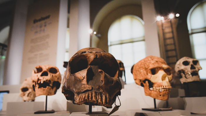 À la rencontre des Homininés, Muséum d’histoire naturelle Marseille, Marseille