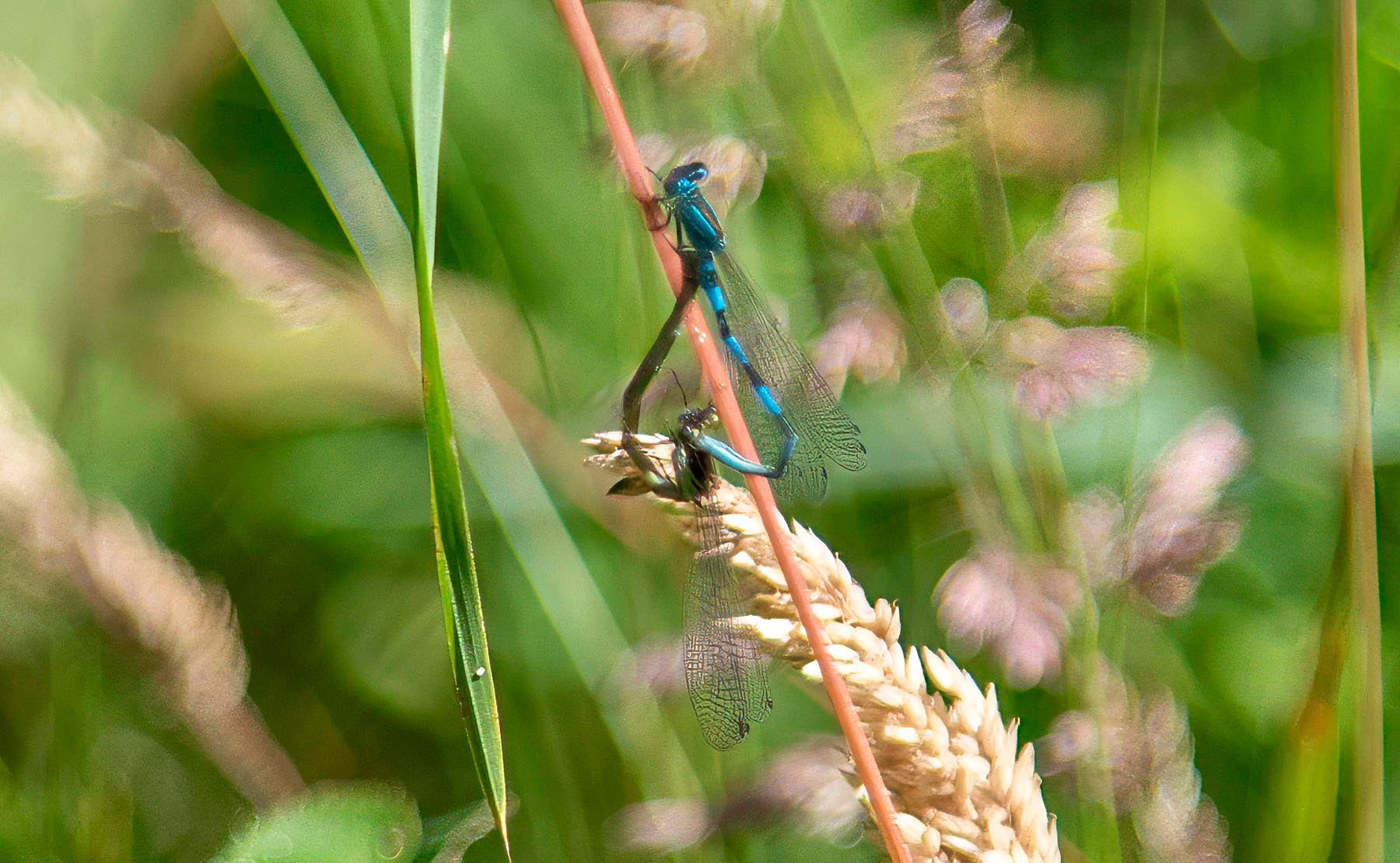 Aider la biodiversité