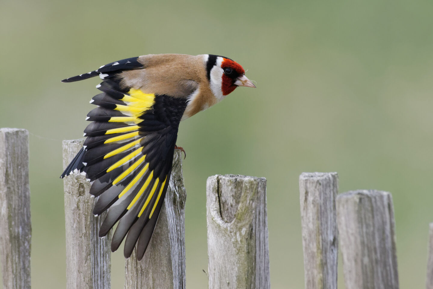 Animation de la LPO Observons les oiseaux  Montcuq-en-Quercy-Blanc