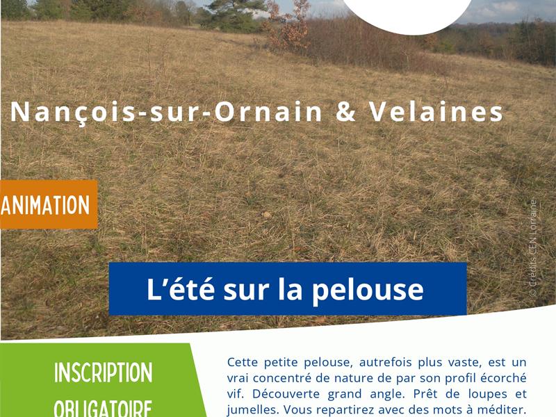 Animation nature L’été sur la pelouse Rdv devant l’église Nançois-sur-Ornain