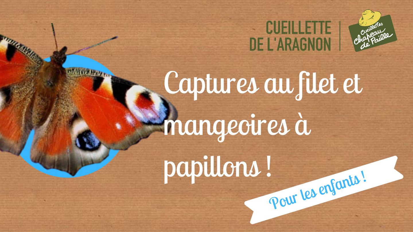 Animation sur les papillons