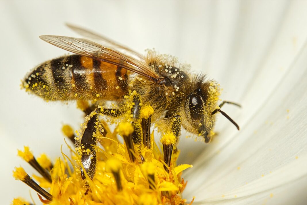 Atelier à la ferme: découverte du monde des abeilles La ferme Les P&rsquo;tites Mains pour Demain Saint-Auvent
