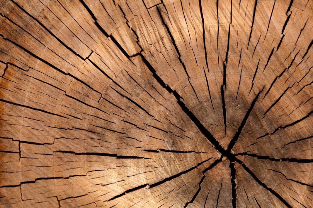 Atelier créatif empreintes d&rsquo;arbres Boutique DE nos mains Milhac-de-Nontron