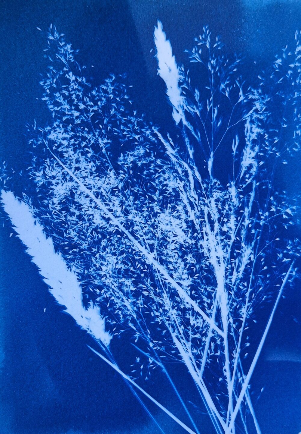 Atelier Cyanotype Crozant