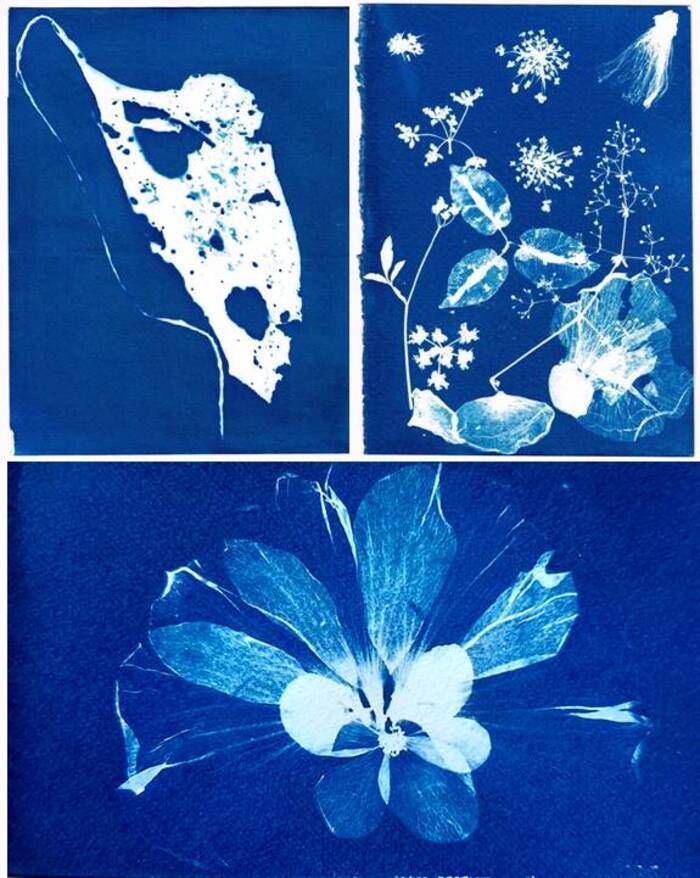 Atelier Cyanotype, L’Atelier des Jardins, Saint-Clar-de-Rivière