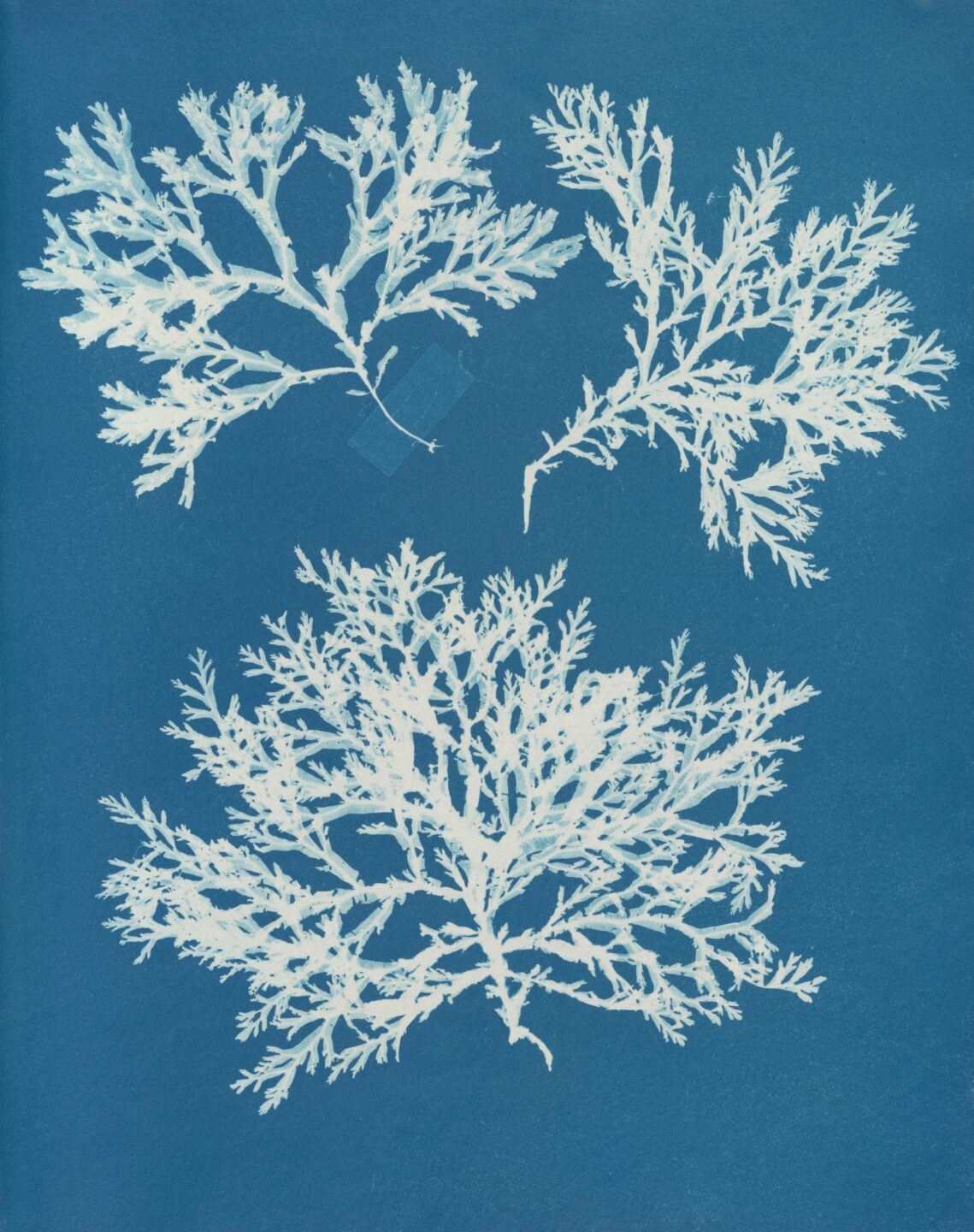 ATELIER CYANOTYPE OFFICE DE TOURISME DE SAINT-GAUDENS Saint-Gaudens