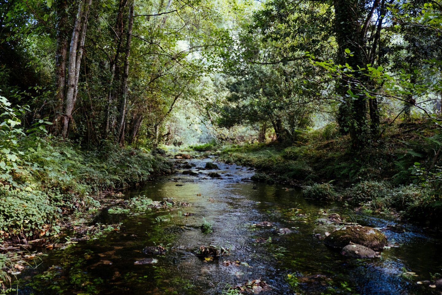 Atelier découverte La petite faune aquatique de la Bave Saint-Céré