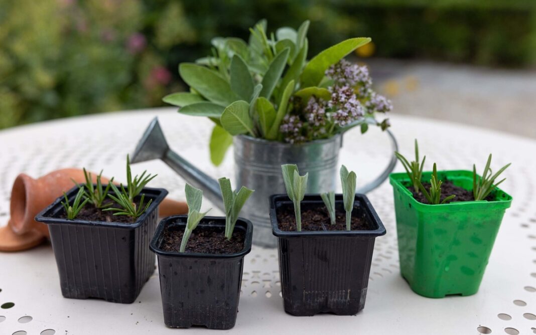 Atelier jardinage « Boutures d&rsquo;Aromatiques » Musée de Montmartre Paris