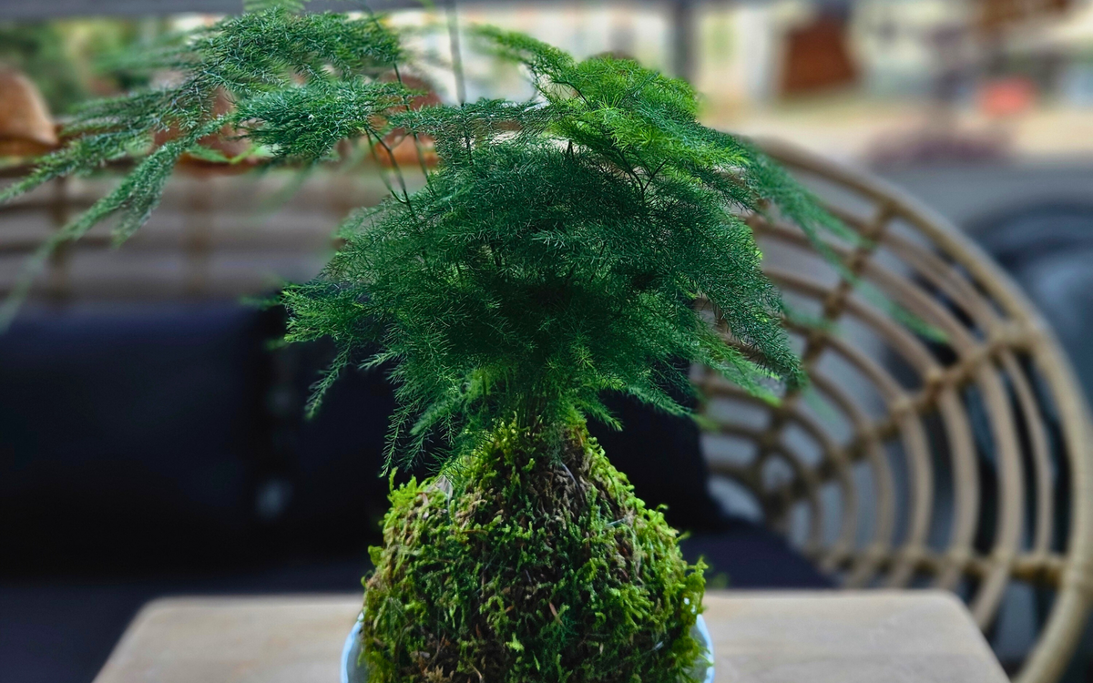 Atelier Kokedama WoMa Paris