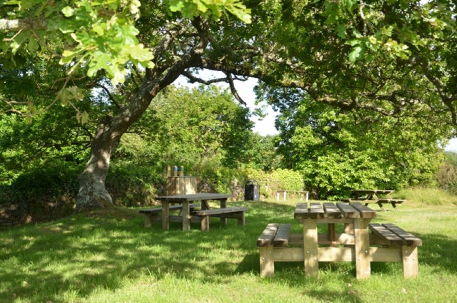 Atelier-nature (3-5 ans) l’arbre dans tous ses états Omonville-la-Rogue La Hague