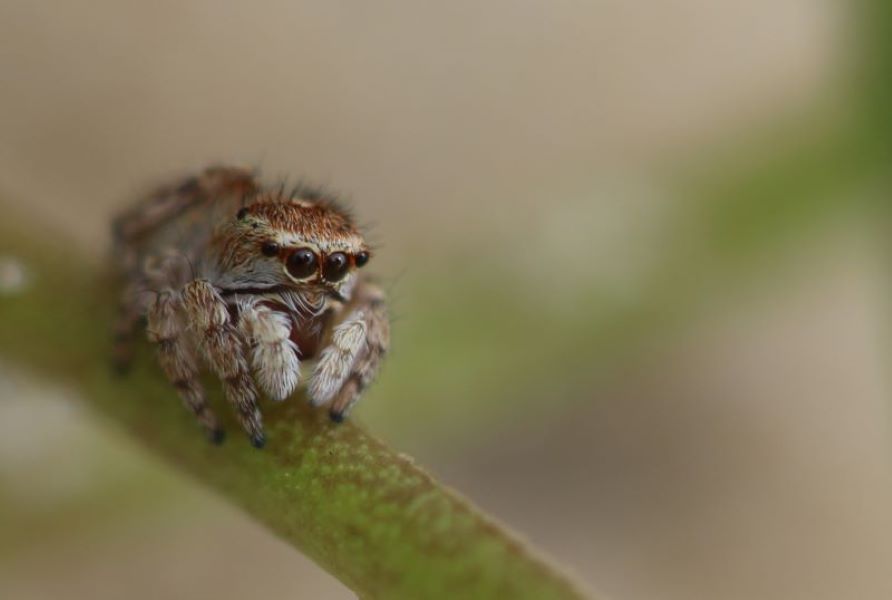 Atelier-nature (3-5 ans) le monde fascinant des insectes Le Tourp