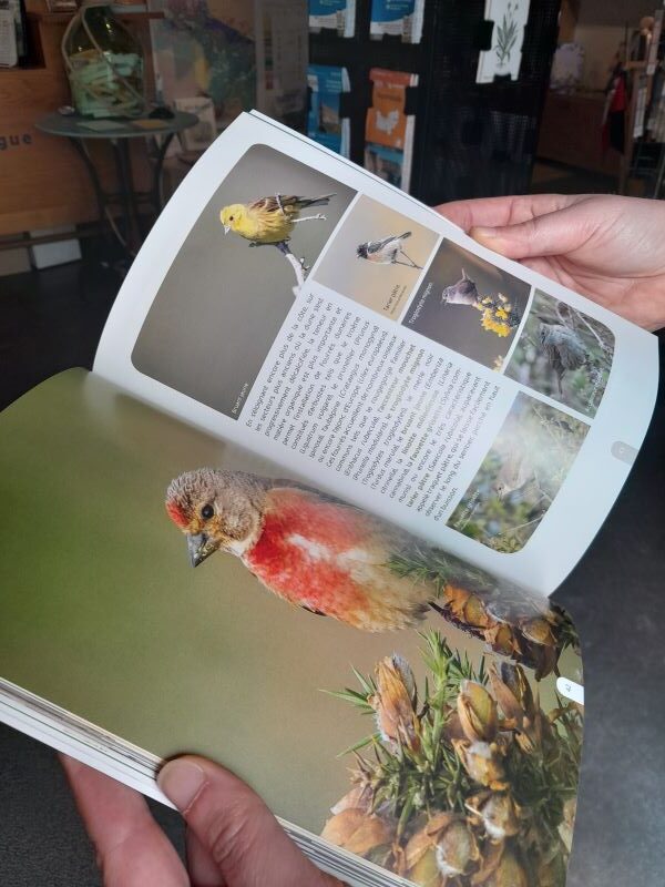 Atelier-nature (6-12 ans) à la découverte des oiseaux Le Tourp