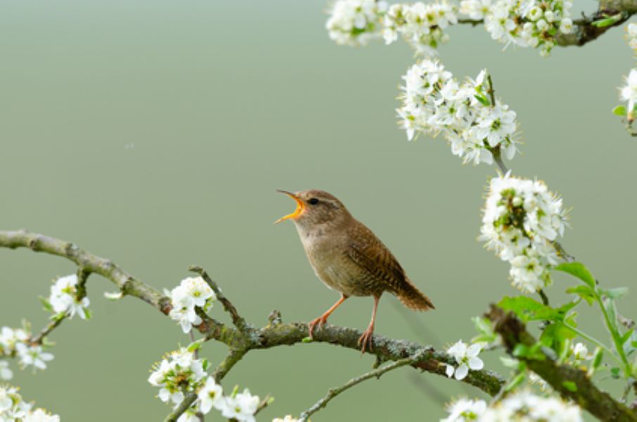 Atelier-nature (6-12 ans) à la découverte des oiseaux Omonville-la-Rogue La Hague