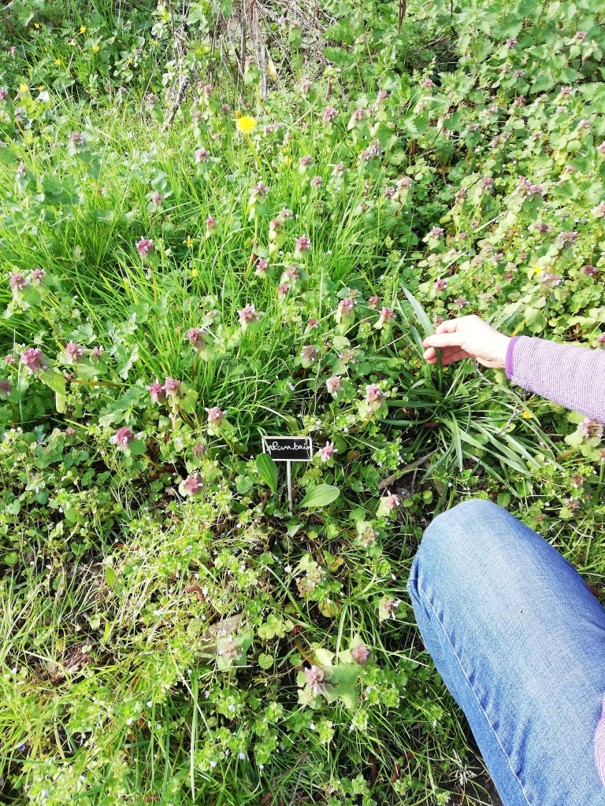 atelier plantes comestibles et médicinales Le Fieu