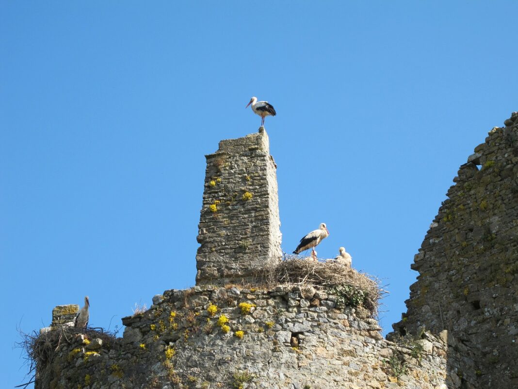 Au château des Cigognes  Saint-Fromond