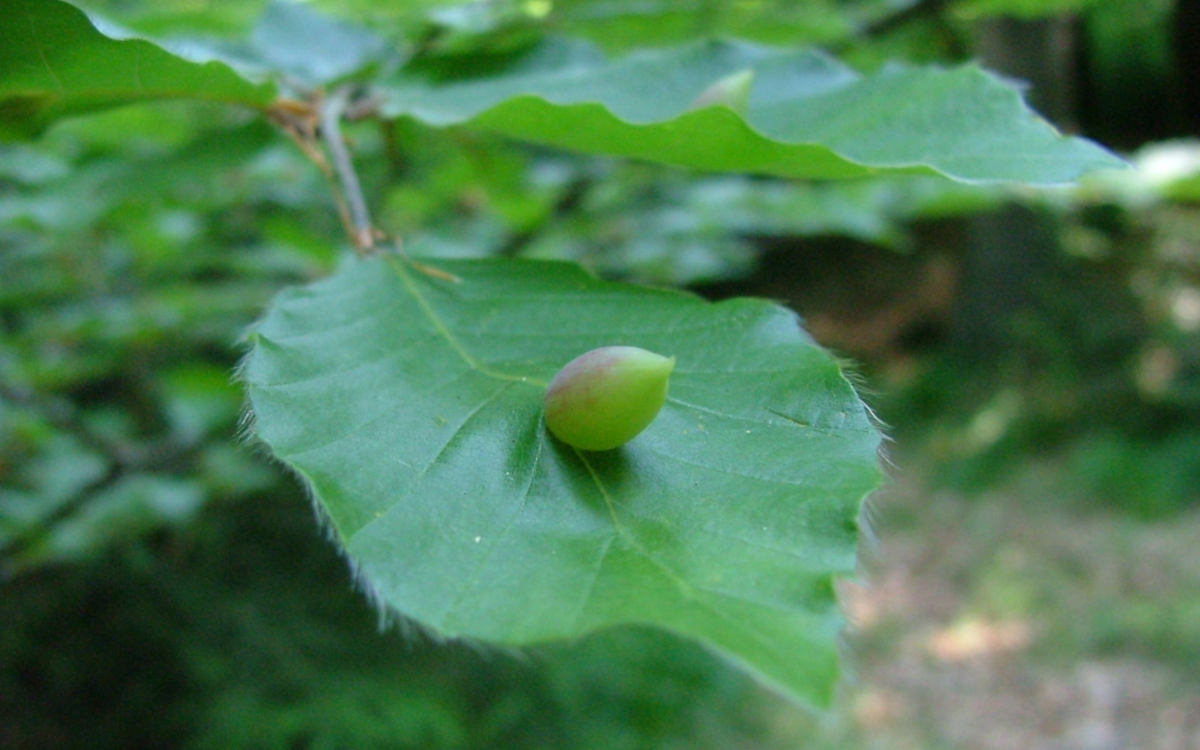Au pays des galles Maison Paris Nature Paris