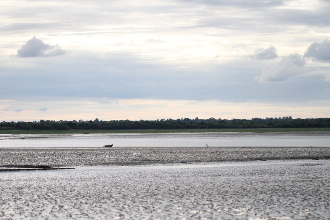 Baie des Veys : ses oiseaux, ses phoques  Carentan-les-Marais