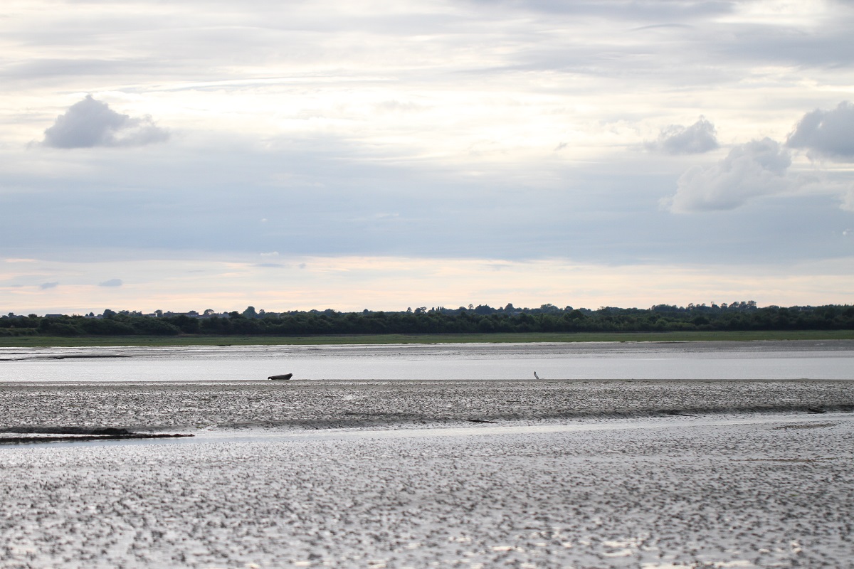 Baie des Veys : ses oiseaux, ses phoques Carentan-les-Marais