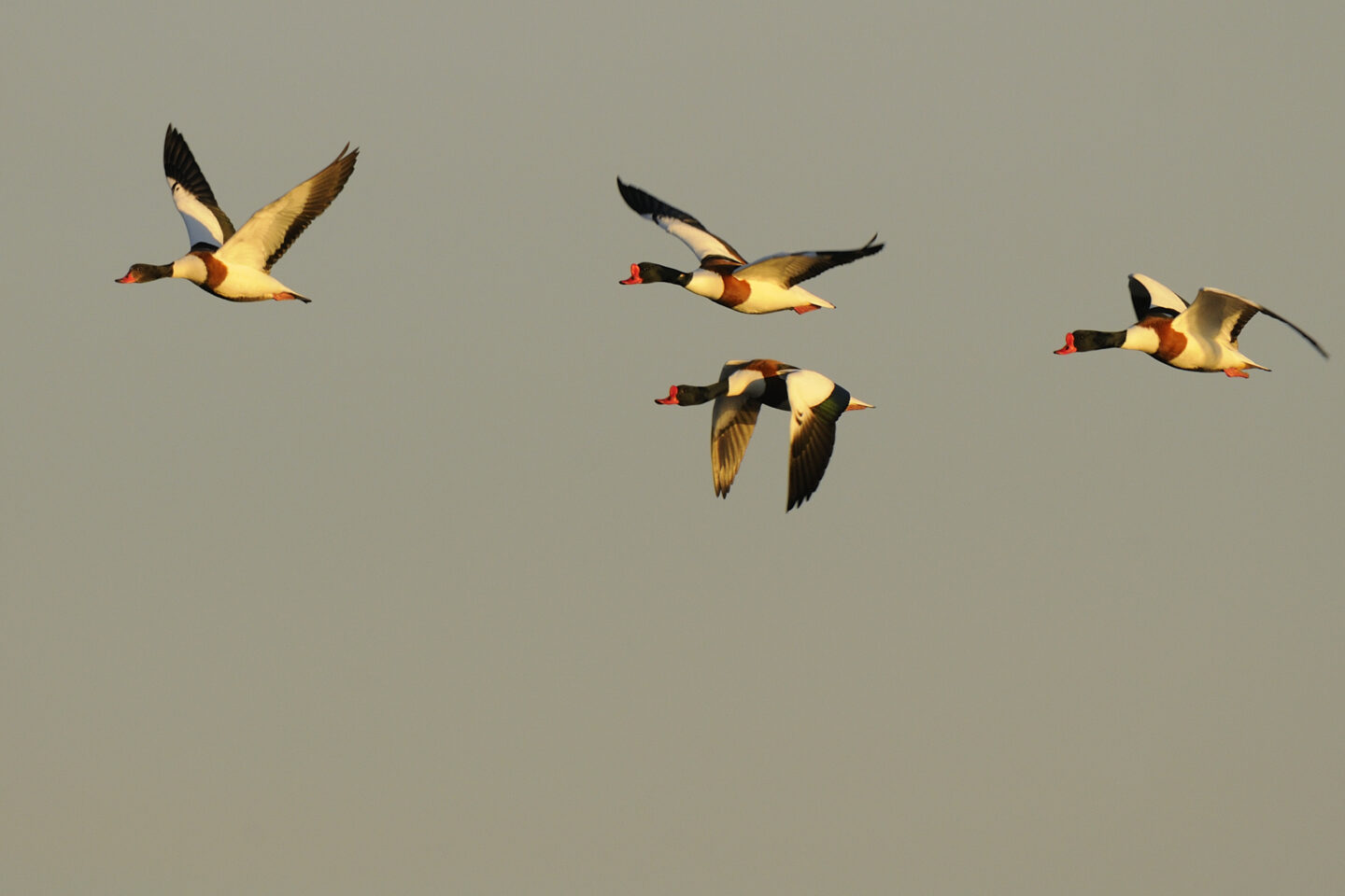 Balade à deux voix déambulation poétique dans la Réserve ornithologique du Teich Le Teich