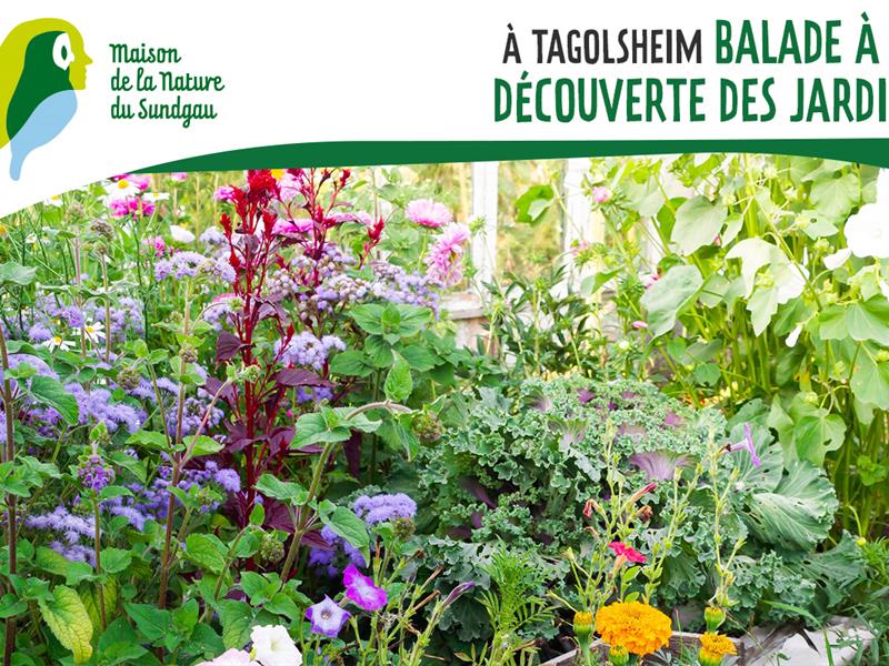 Balade à la découverte des jardins route de Mulhouse Tagolsheim 2026-07-11