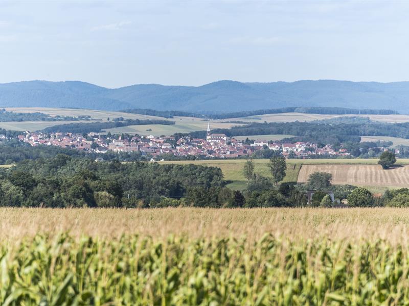 Balade à l’éveil de la nature Durningen