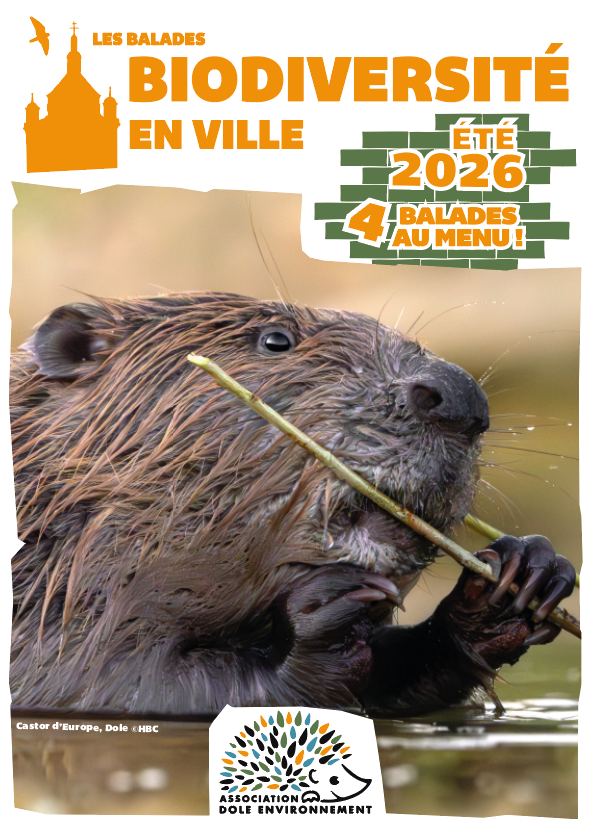 Balade biodiversité en ville La murmurée Dole
