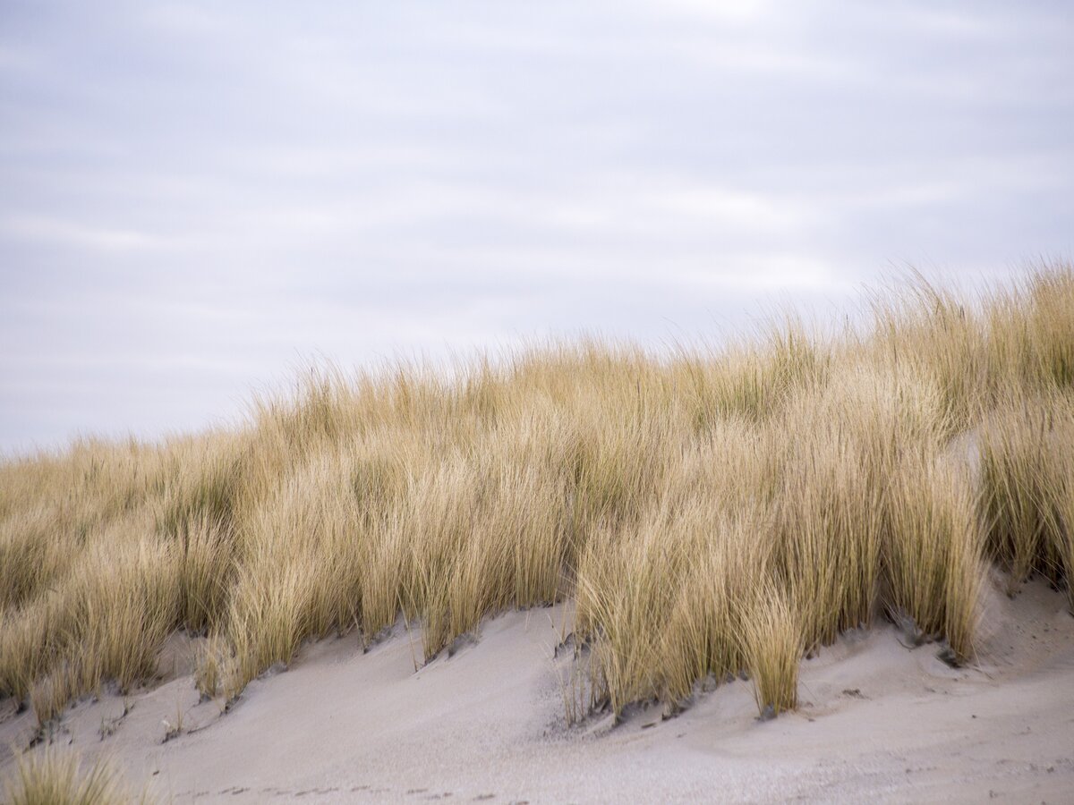 Balade découverte des dunes Hauteville-sur-Mer