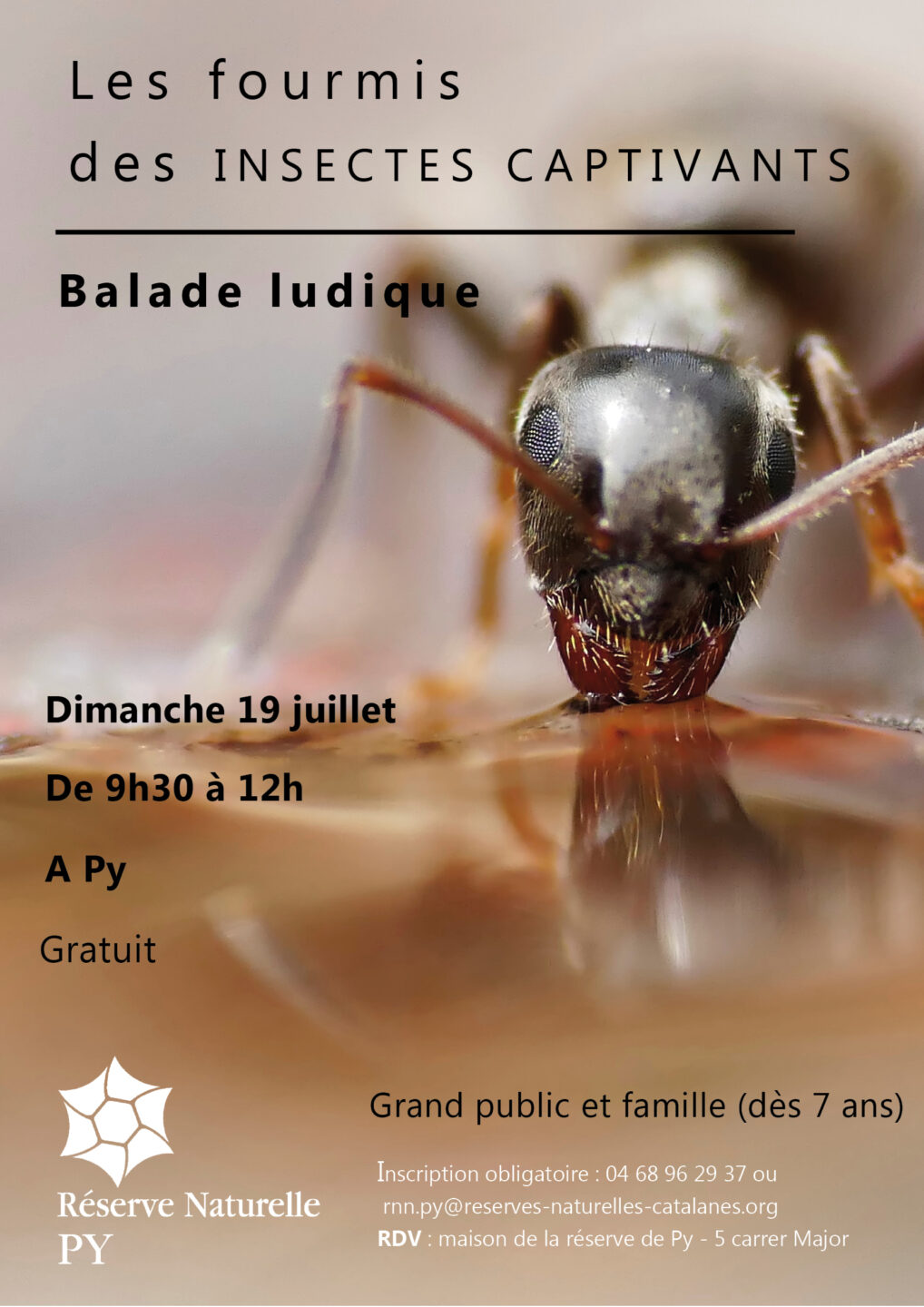 BALADE DÉCOUVERTE LES FOURMIS, DES INSECTES CAPTIVANTS  Py