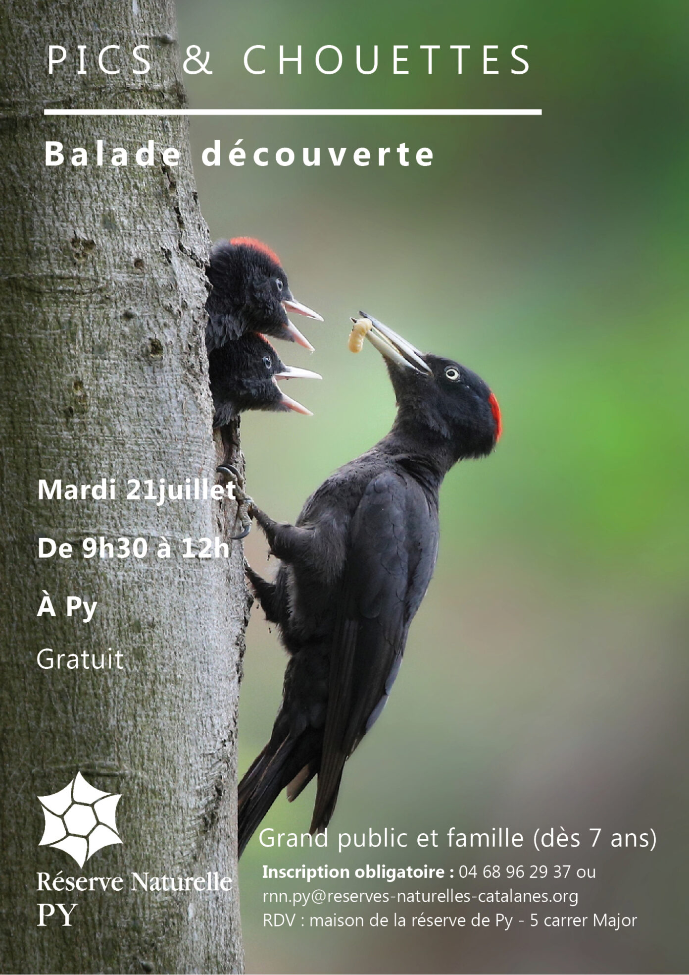 BALADE DÉCOUVERTE PICS ET CHOUETTES  Py