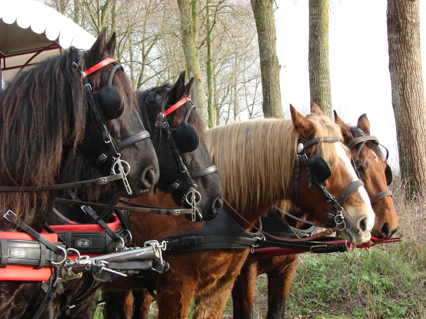 Balade en attelage Isigny-sur-Mer