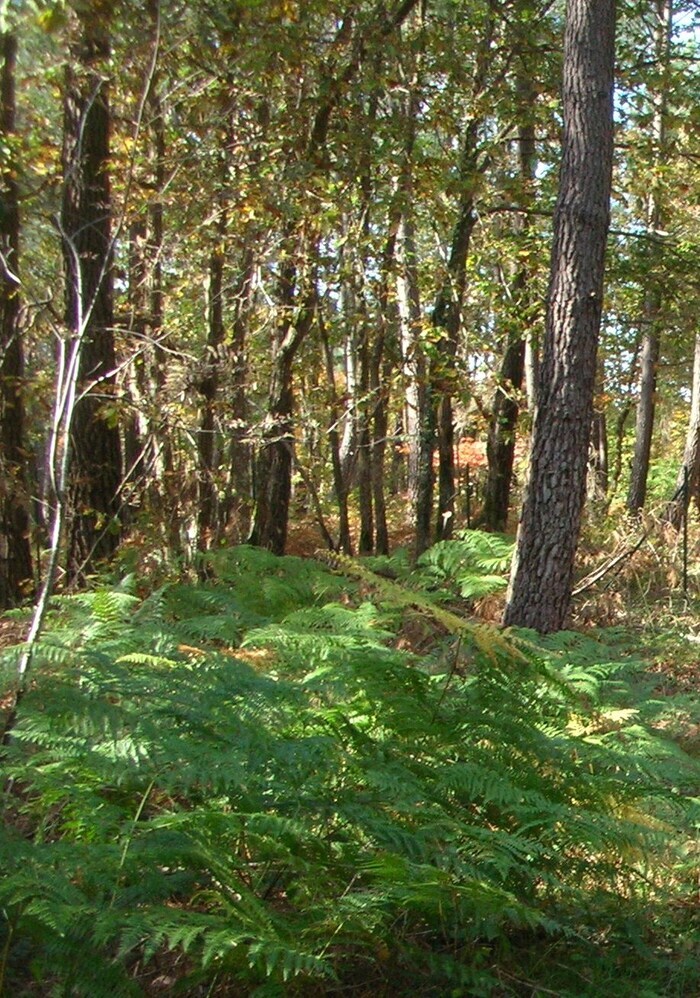 Balade nature à Leugny Place de l&rsquo;église Leugny