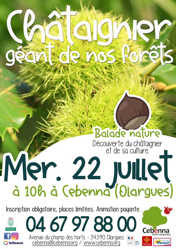 BALADE NATURE LE CHÂTAIGNIER, GÉANT DE NOS FORÊTS !  Olargues