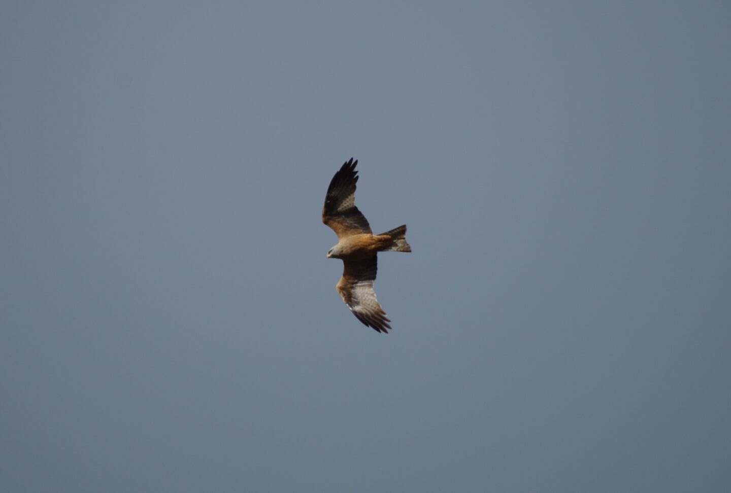 Balade nature oiseaux Les oiseaux de l’été Camping du lac Sainte-Eulalie-en-Born