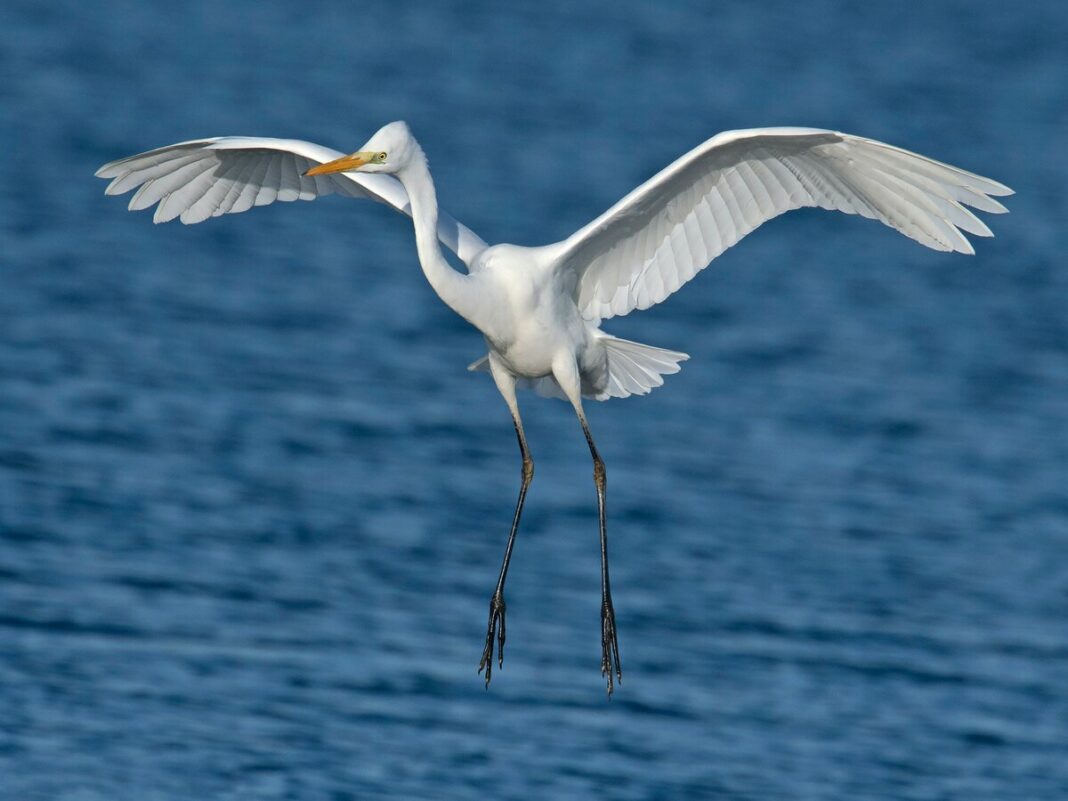 Balade ornithologique pointe d’Agon Pointe d’Agon Agon-Coutainville