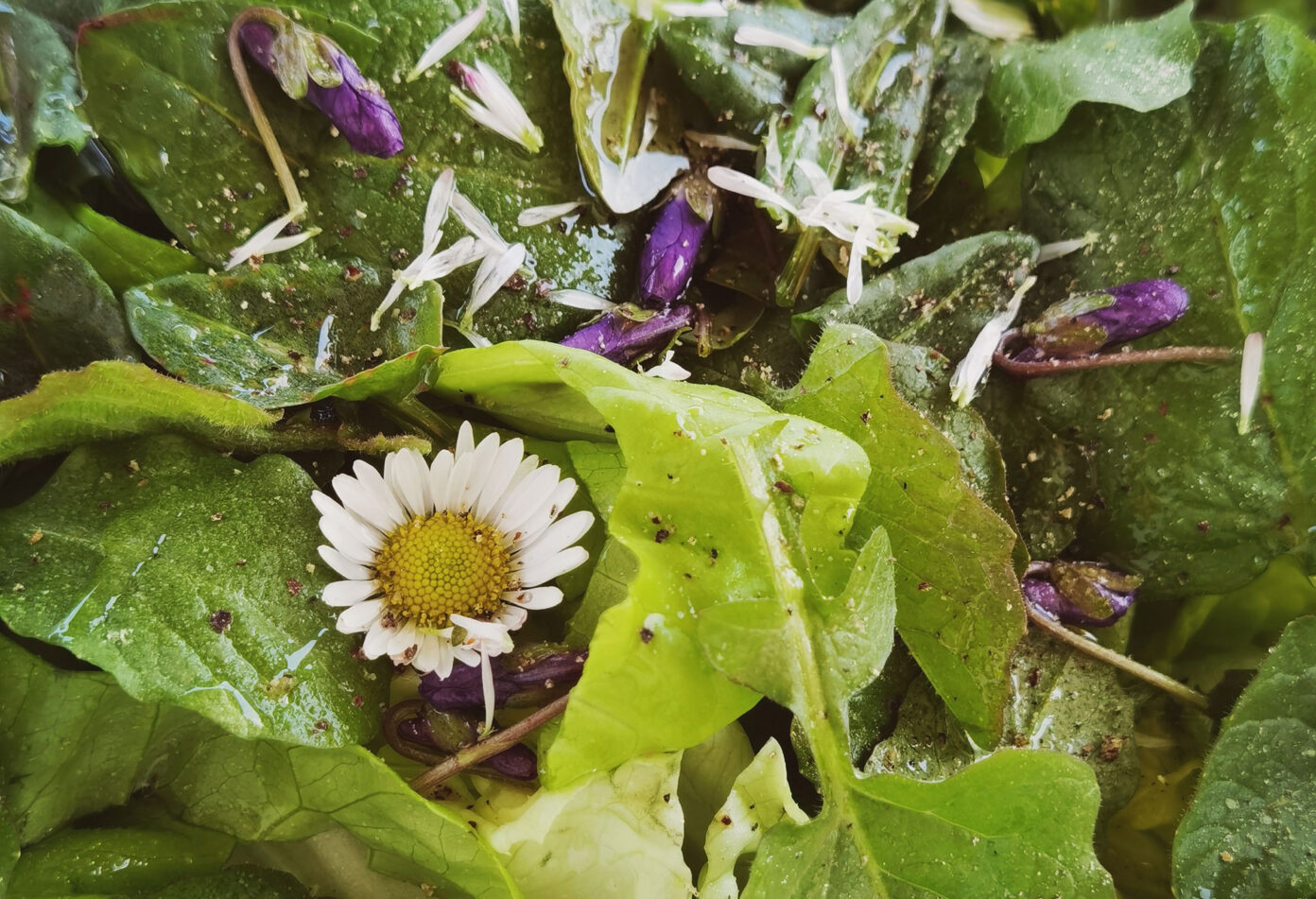 Balade plantes sauvages comestibles et médicinales Aire de biodiversité de Lamouly Anglet