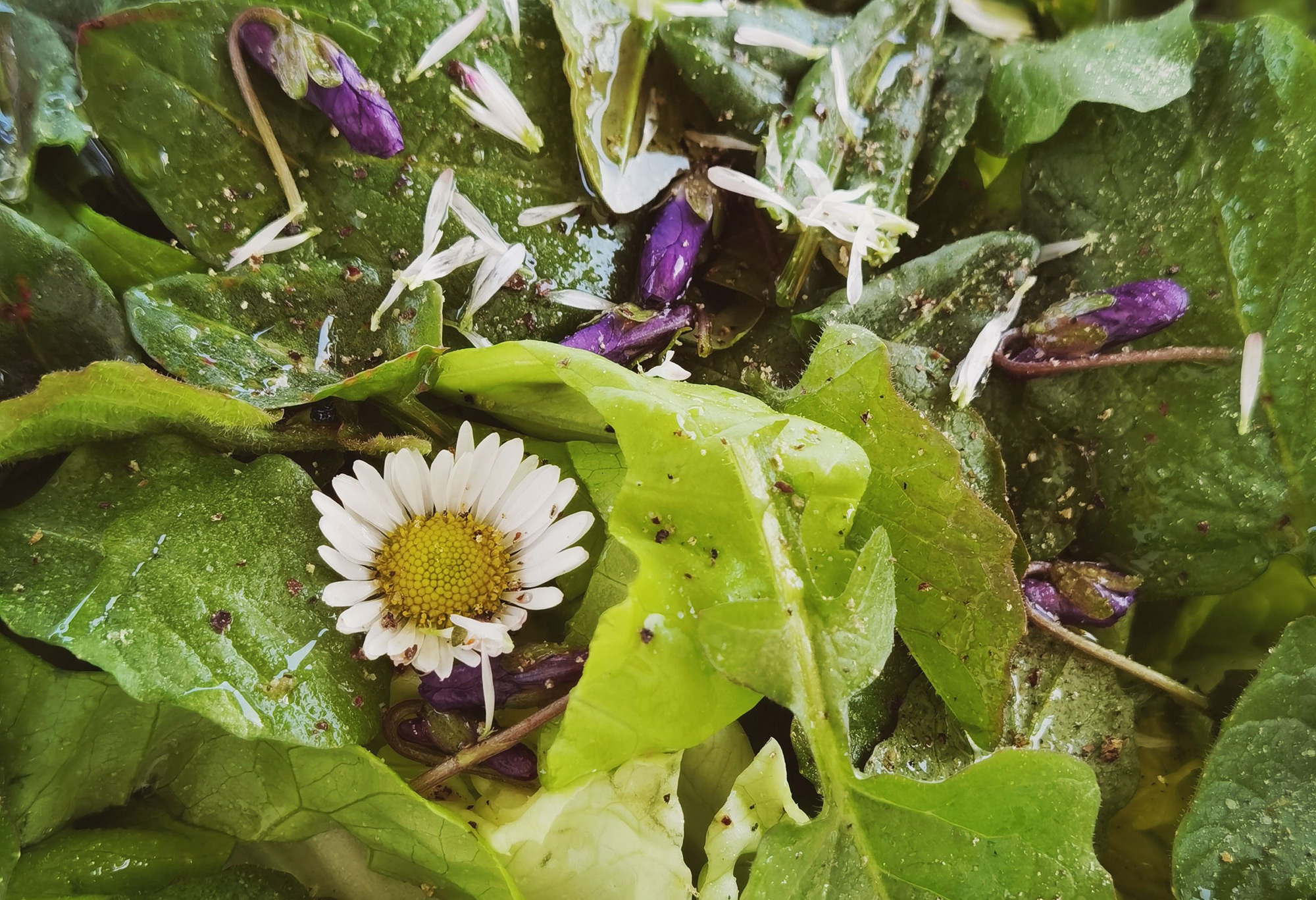 Balade plantes sauvages comestibles et médicinales 68 rue de Lamouly Anglet 2026-08-26