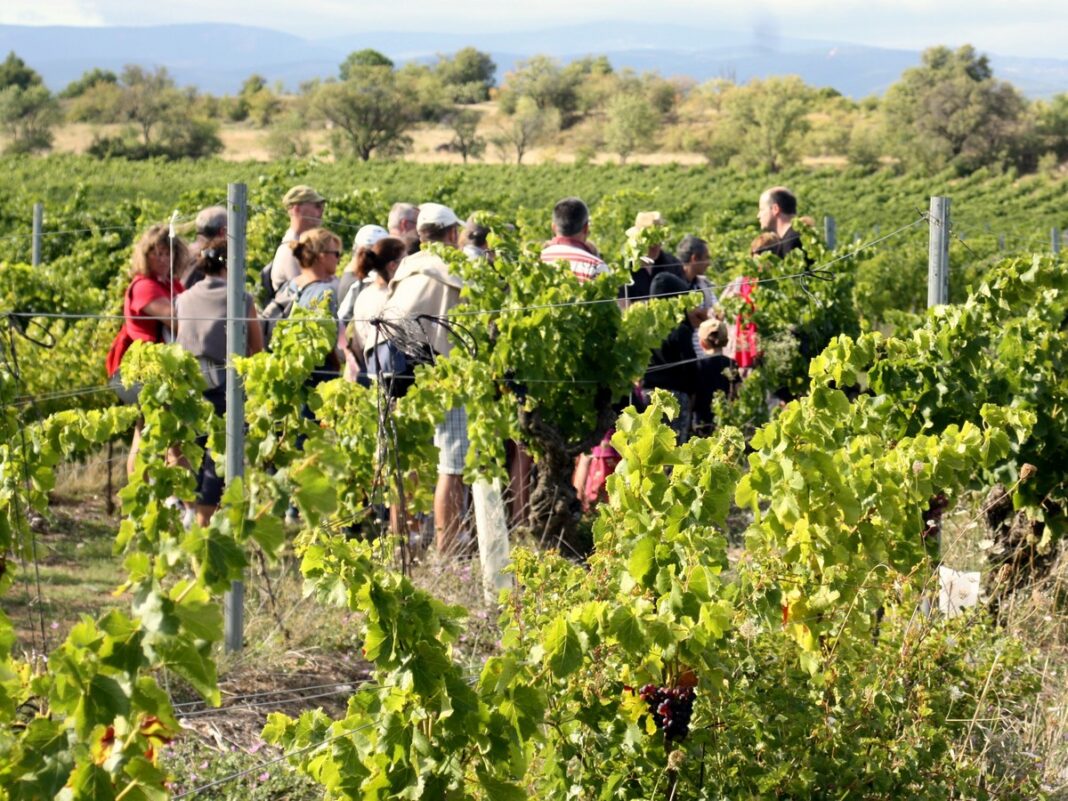 BALADES VIGNERONNES EN GRAND CARCASSONNE CHÂTEAU L’AMIRAL Aigues-Vives