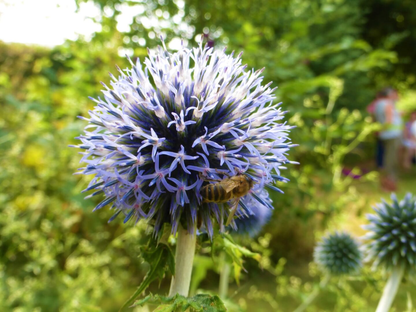 Bienvenue dans mon jardin au naturel le Jardin du Beau Chaillac