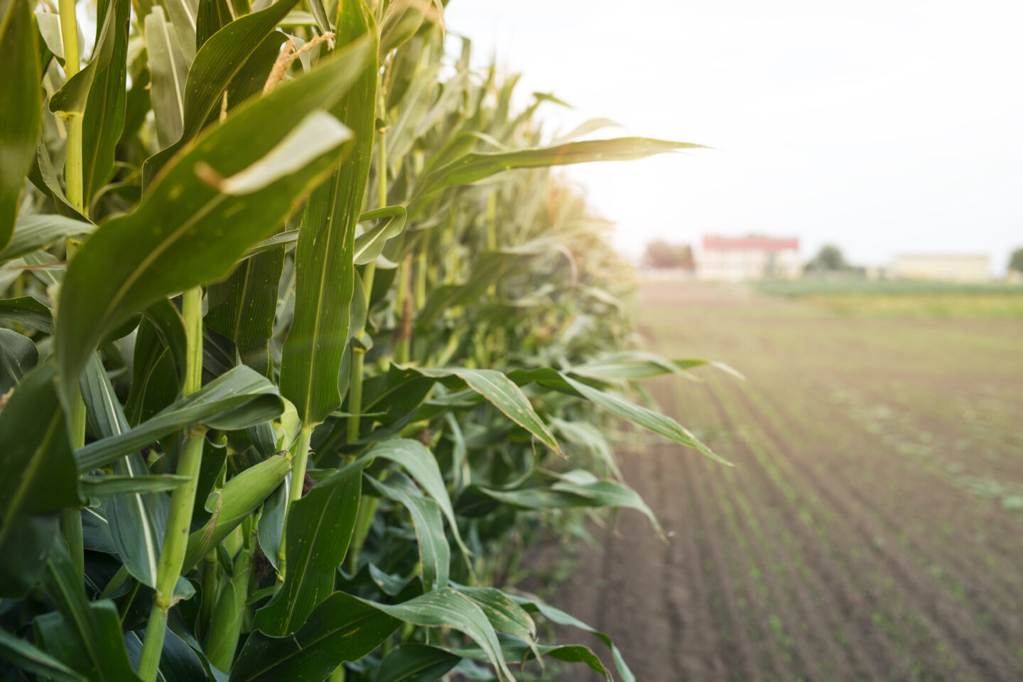 Bonduelle, une agriculture régénératrice  Bordères-et-Lamensans